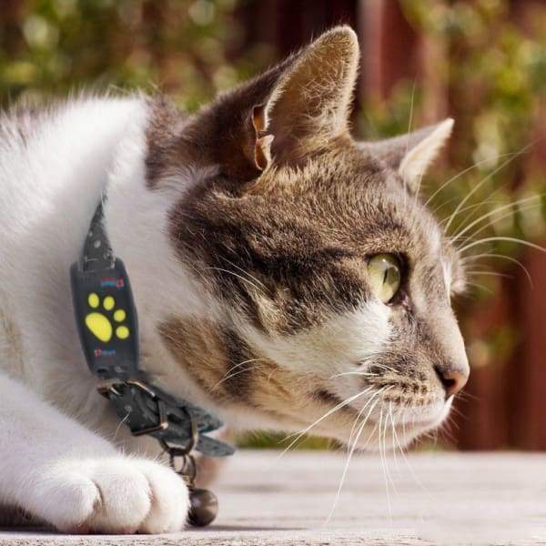 GPS Cat Tracker Real-Time Location Device Geofencing Alert