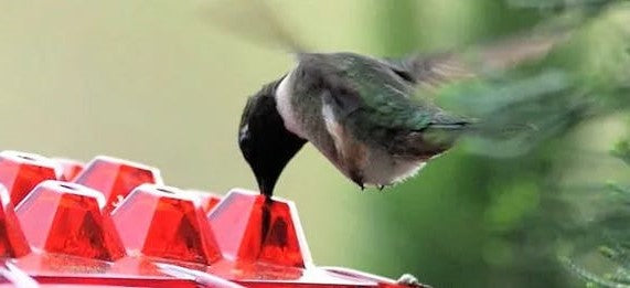 Hummingbird Feeder Hanging Ant Proof Perch Outdoor