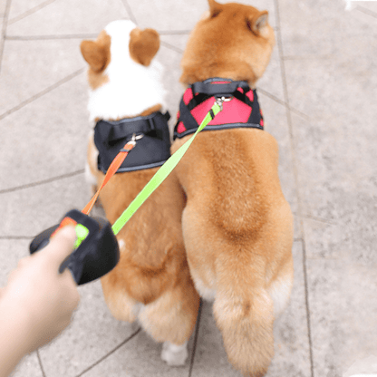 Double Dog Lead with LED Torch