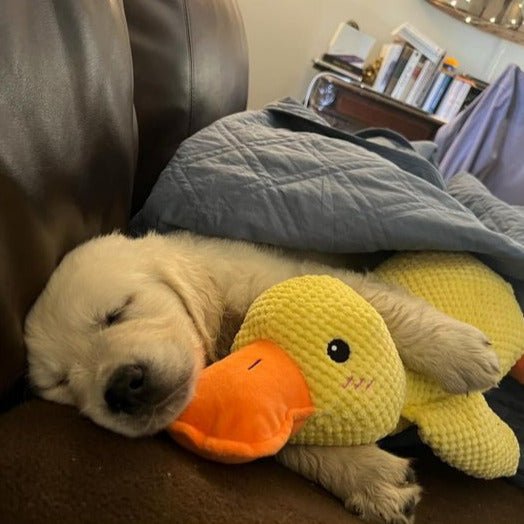 Duck Toy for Dogs