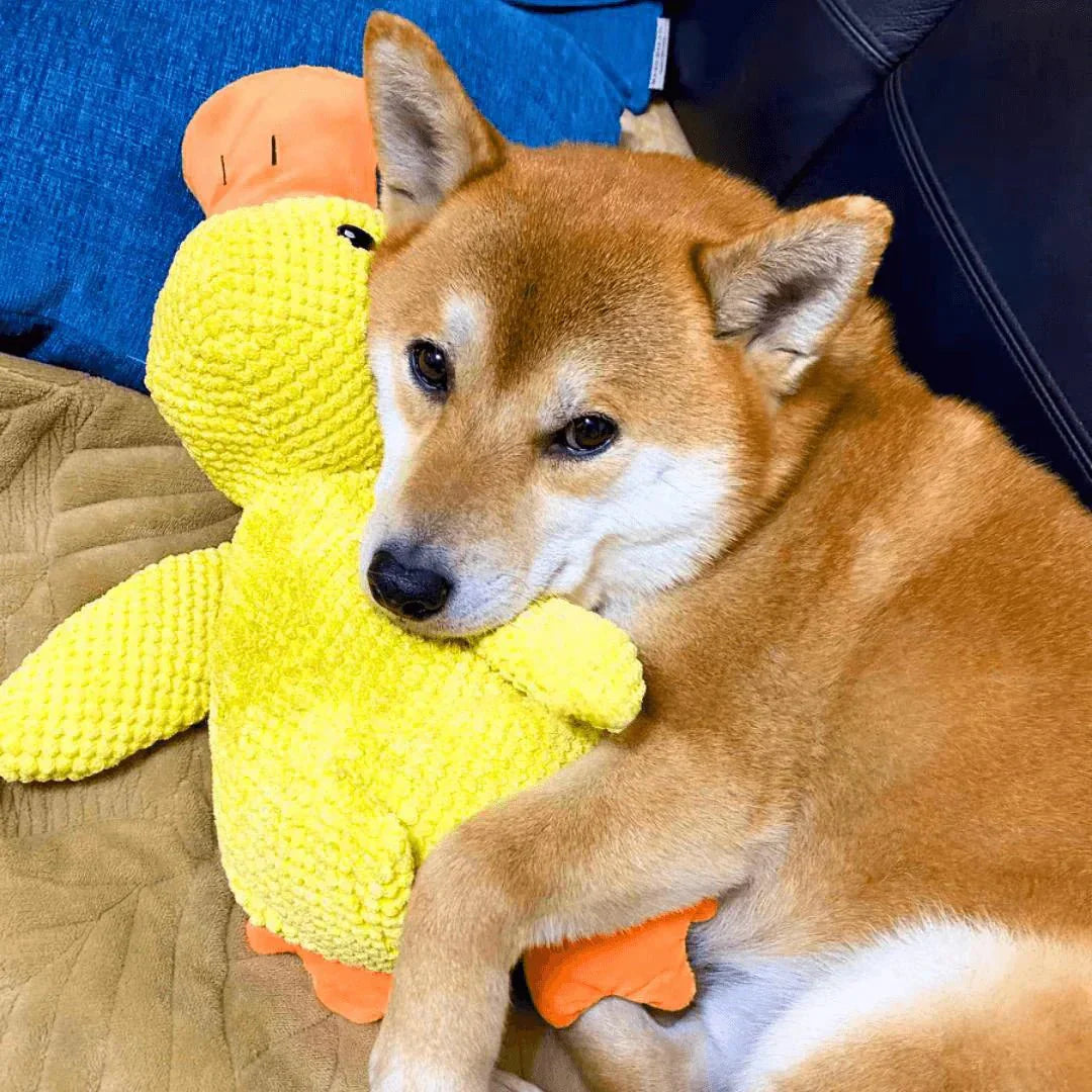 Duck Toy for Dogs