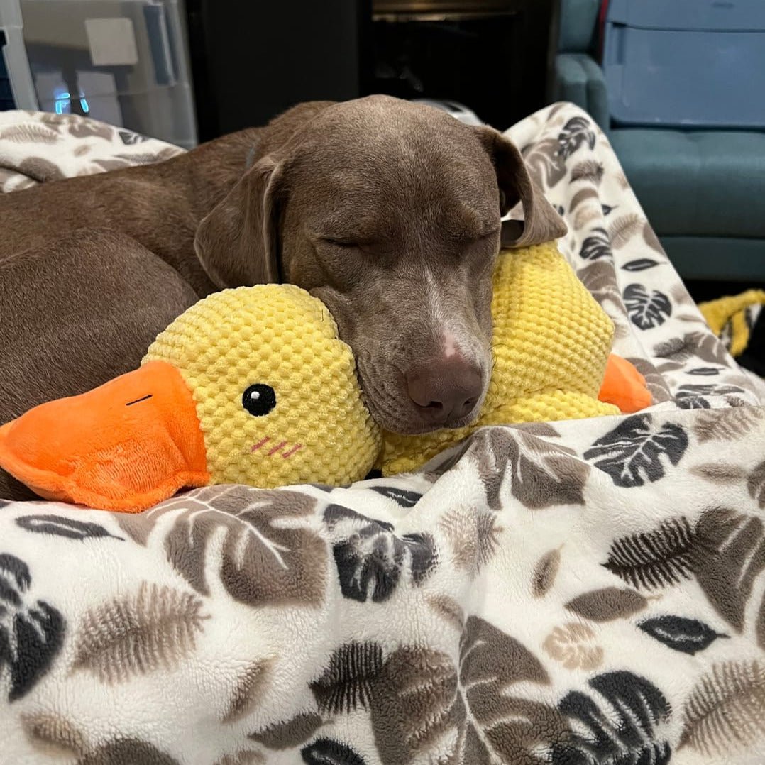 Duck Toy for Dogs
