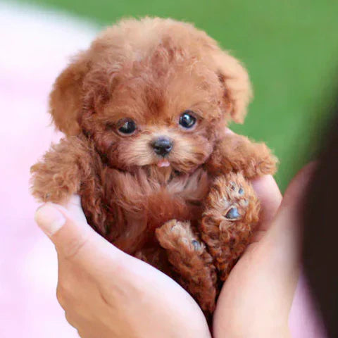 Puppy Toy Plush Dog Stuffed Animal Toy